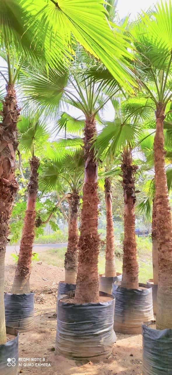 Rare Tree Specimen KAR Nursery